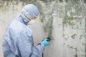 Reliable Mayo, MD Mold Removal Solutions